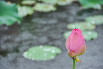 �ڲ��������רҵЧ��,����Ϊ��