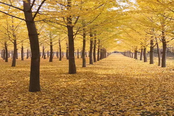 �ڲ��������רҵЧ��,����Ϊ��