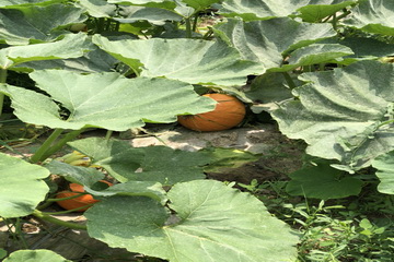 �ڲ��������רҵЧ��,����Ϊ��