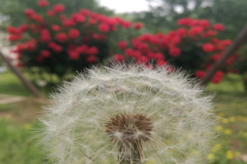 �ڲ��������רҵЧ��,����Ϊ��