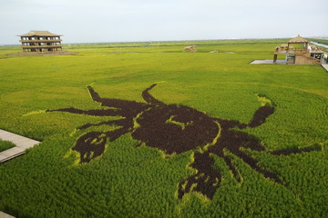 �ڲ��������רҵЧ��,����Ϊ��