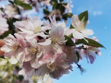 �ڲ��������רҵЧ��,����Ϊ��