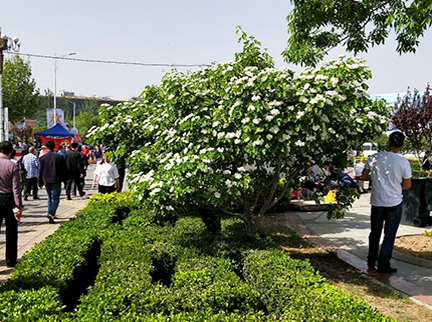 �ڲ��������רҵЧ��,����Ϊ��