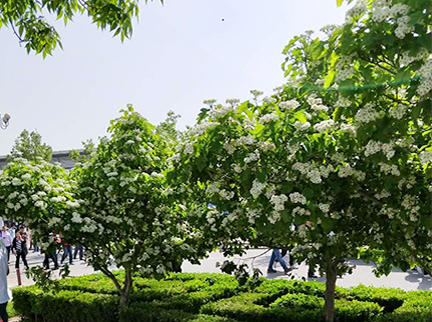 �ڲ��������רҵЧ��,����Ϊ��