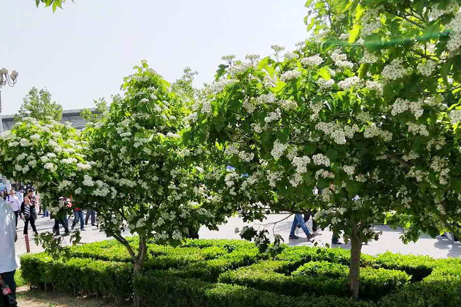 �ڲ��������רҵЧ��,����Ϊ��